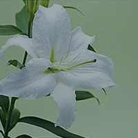 元香香精-浓度高